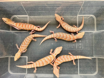 Albino Blue Tongue Lizard Skink - Amazing Amazon